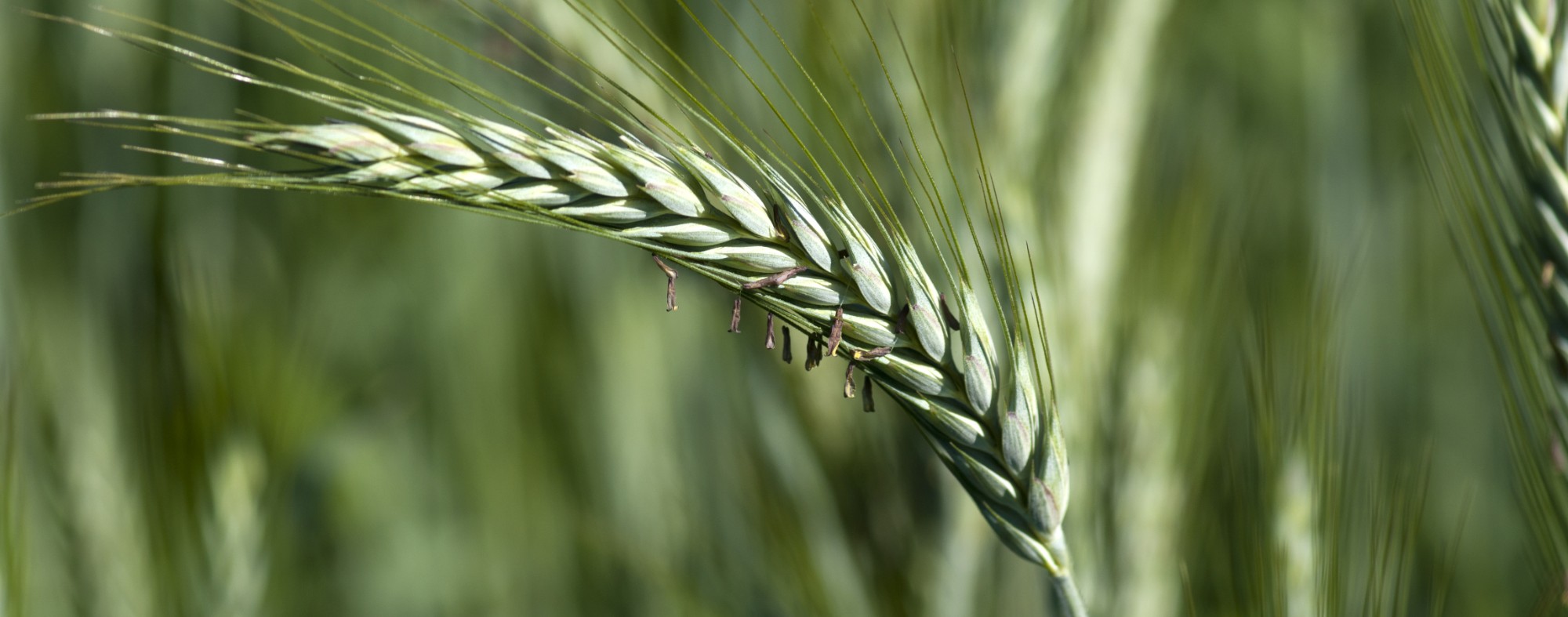 Triticale